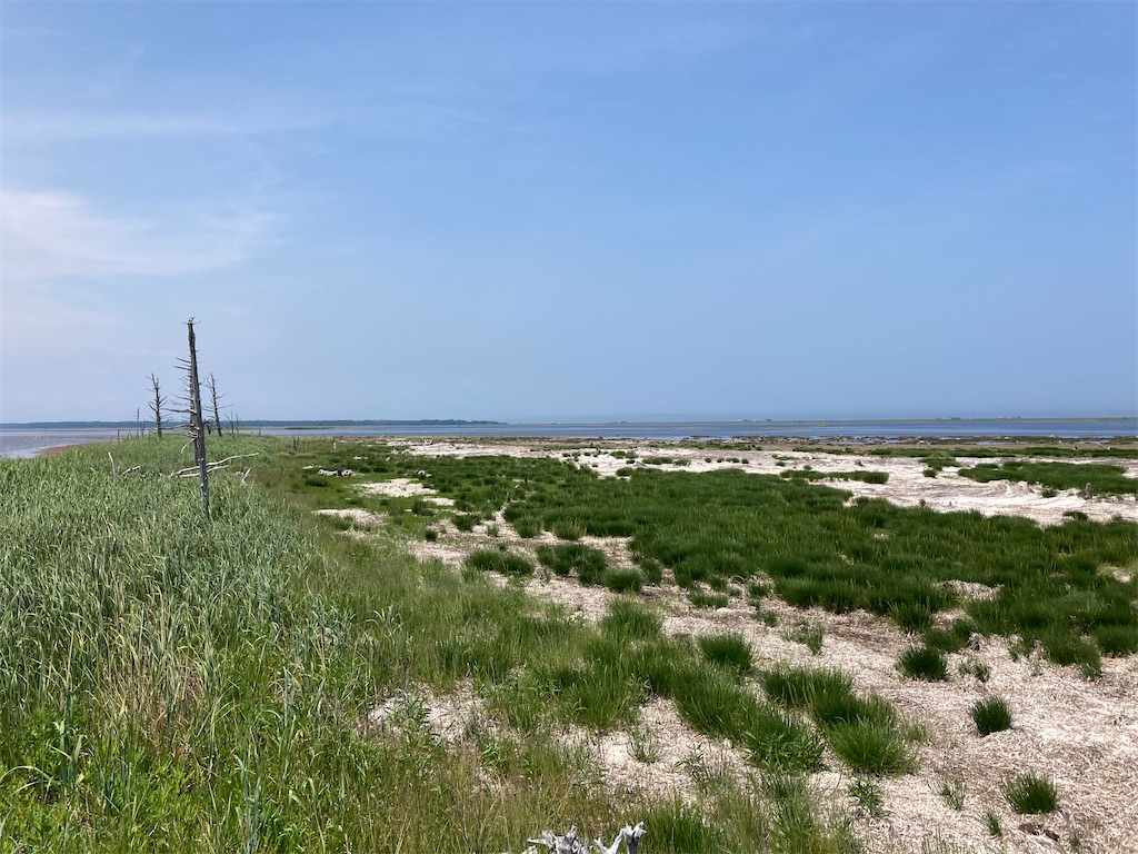 f:id:chorin_pro:20210720134453j:image