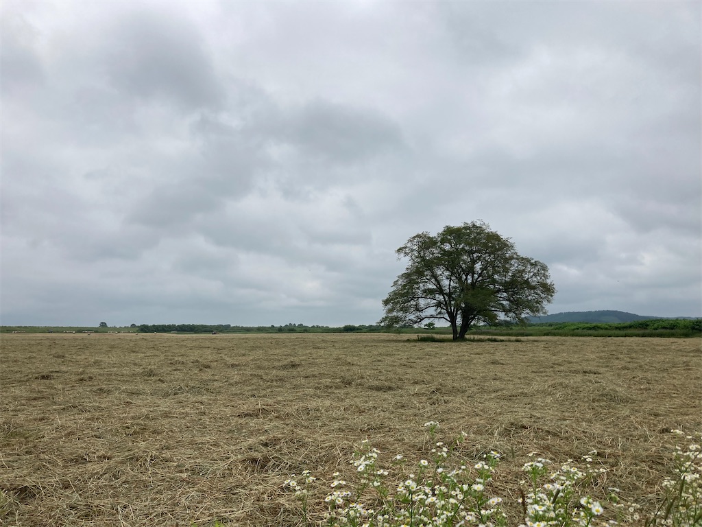 f:id:chorin_pro:20210722112157j:image