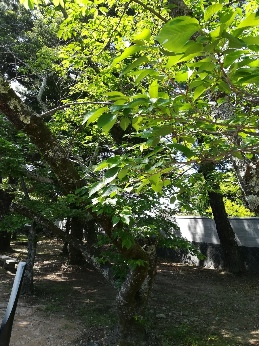 f:id:choro0164:20190505074928j:plain