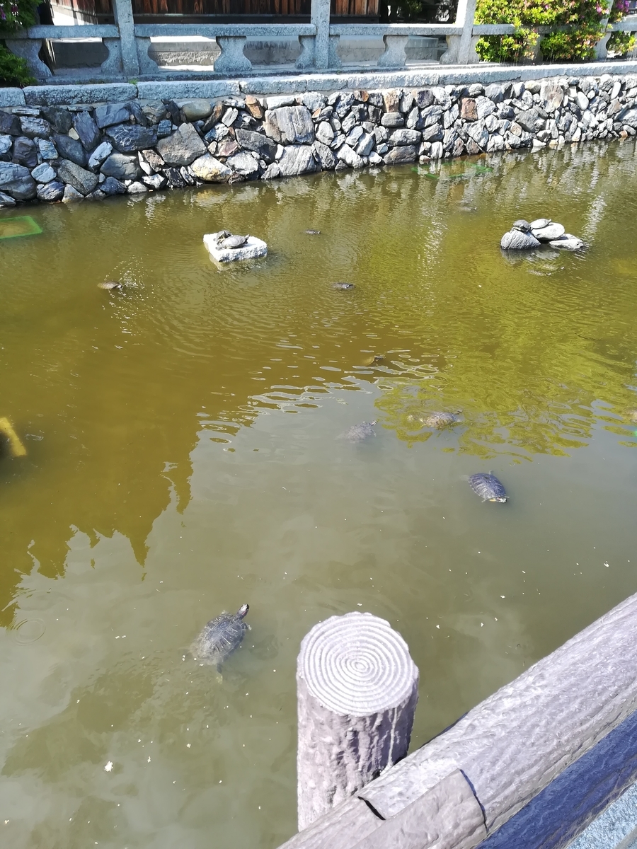 f:id:choro0164:20190516063419j:plain