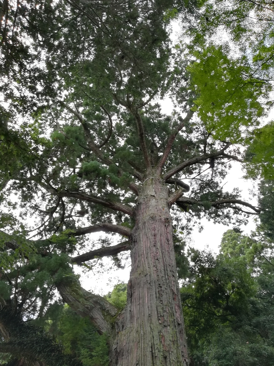 f:id:choro0164:20190818080256j:plain