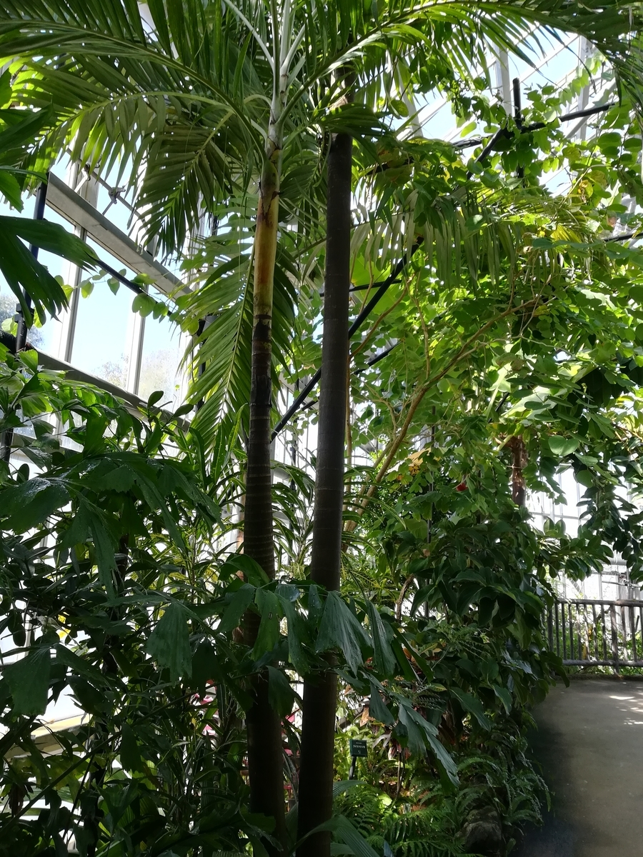 f:id:choro0164:20191021072700j:plain