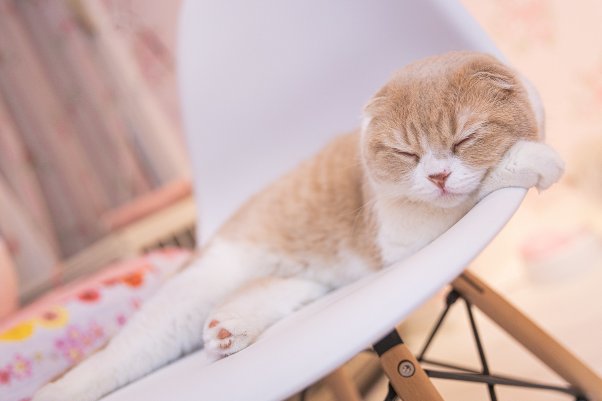 f:id:choro0164:20210301071716j:plain