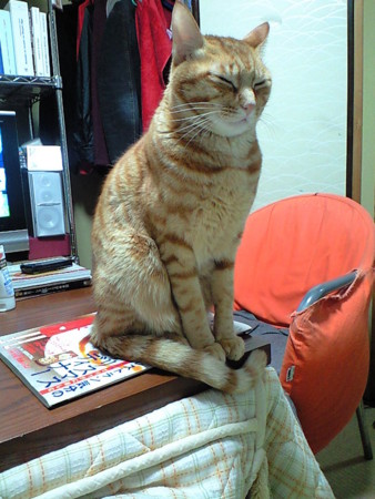 f:id:chorolyn:20081228004752j:image
