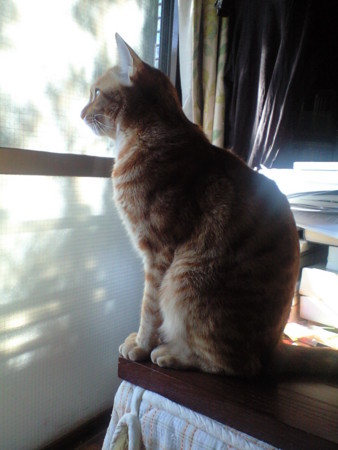f:id:chorolyn:20090101123950j:image