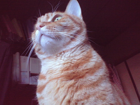 f:id:chorolyn:20090102135850j:image