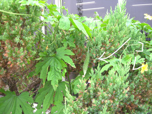 f:id:choshimarina:20060830102242j:image