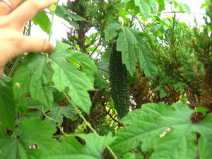 f:id:choshimarina:20060830102638j:image