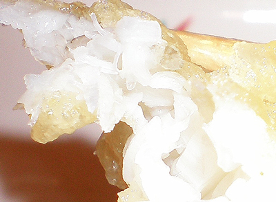 f:id:choshimarina:20061203092329j:image