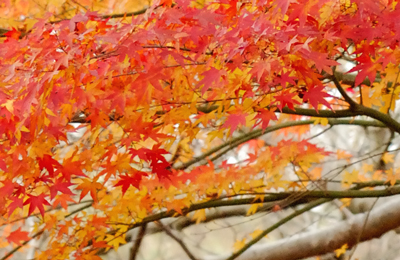 f:id:choshimarina:20061216140232j:image