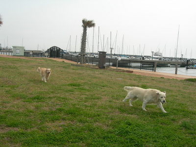 f:id:choshimarina:20070402131051j:image