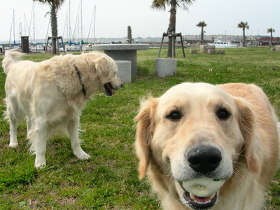 f:id:choshimarina:20070402131312j:image