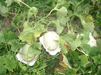 f:id:choshimarina:20080717161701j:image