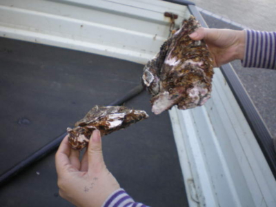 f:id:choshimarina:20090114155010j:image f:id:choshimarina:20090114155010j:image