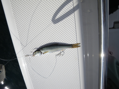 f:id:choshimarina:20101111122129j:image