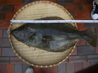 f:id:choshimarina:20101121152853j:image