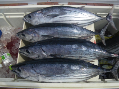 f:id:choshimarina:20130609144020j:image