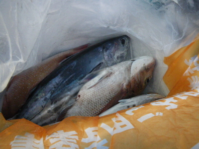 f:id:choshimarina:20140923170729j:image