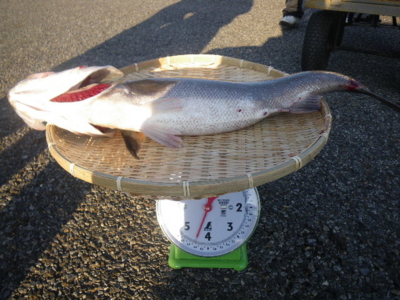 f:id:choshimarina:20150111153608j:image