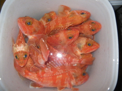 f:id:choshimarina:20150111173347j:image