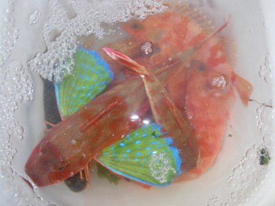 f:id:choshimarina:20150429174210j:image