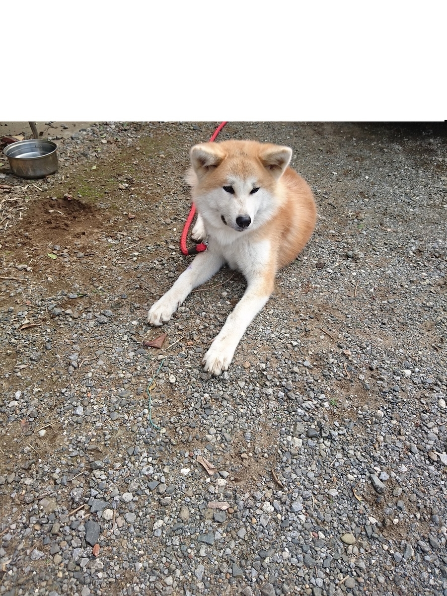 f:id:choshimarina:20190924141309j:plain