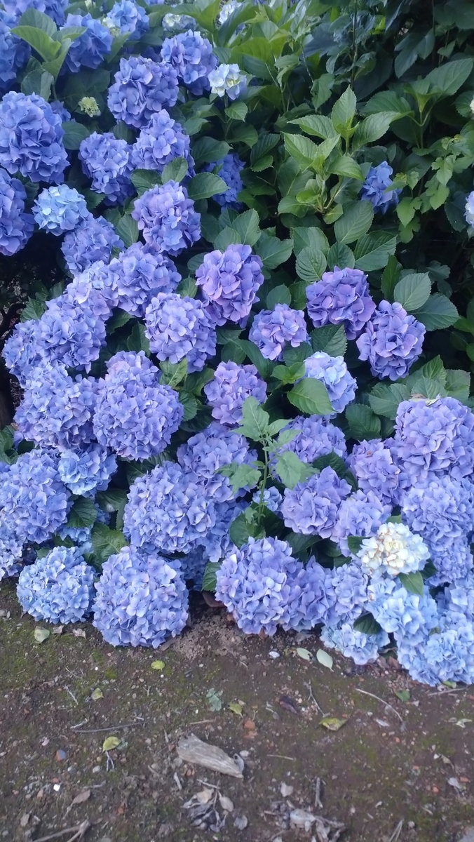 f:id:choshimarina:20210625185558j:plain
