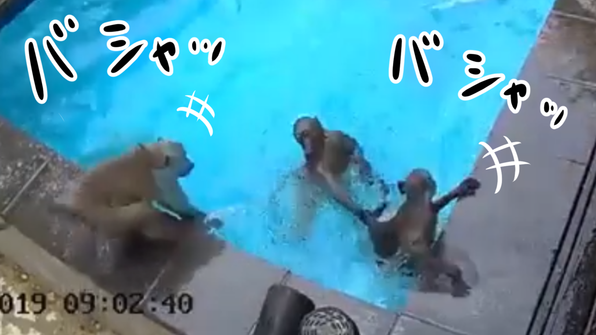 動画 プールを無断で使った侵入者は サル 南アフリカ 世界一賢い犬