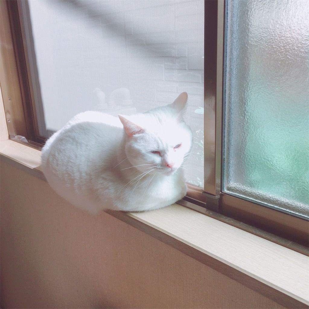 f:id:choudoiisaizu:20190320100844j:image