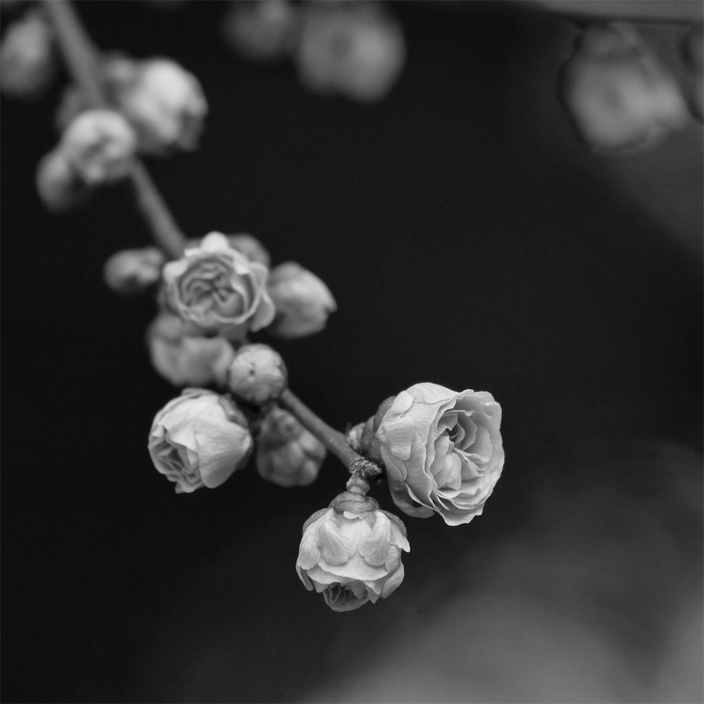f:id:chris4403:20190317233404j:image