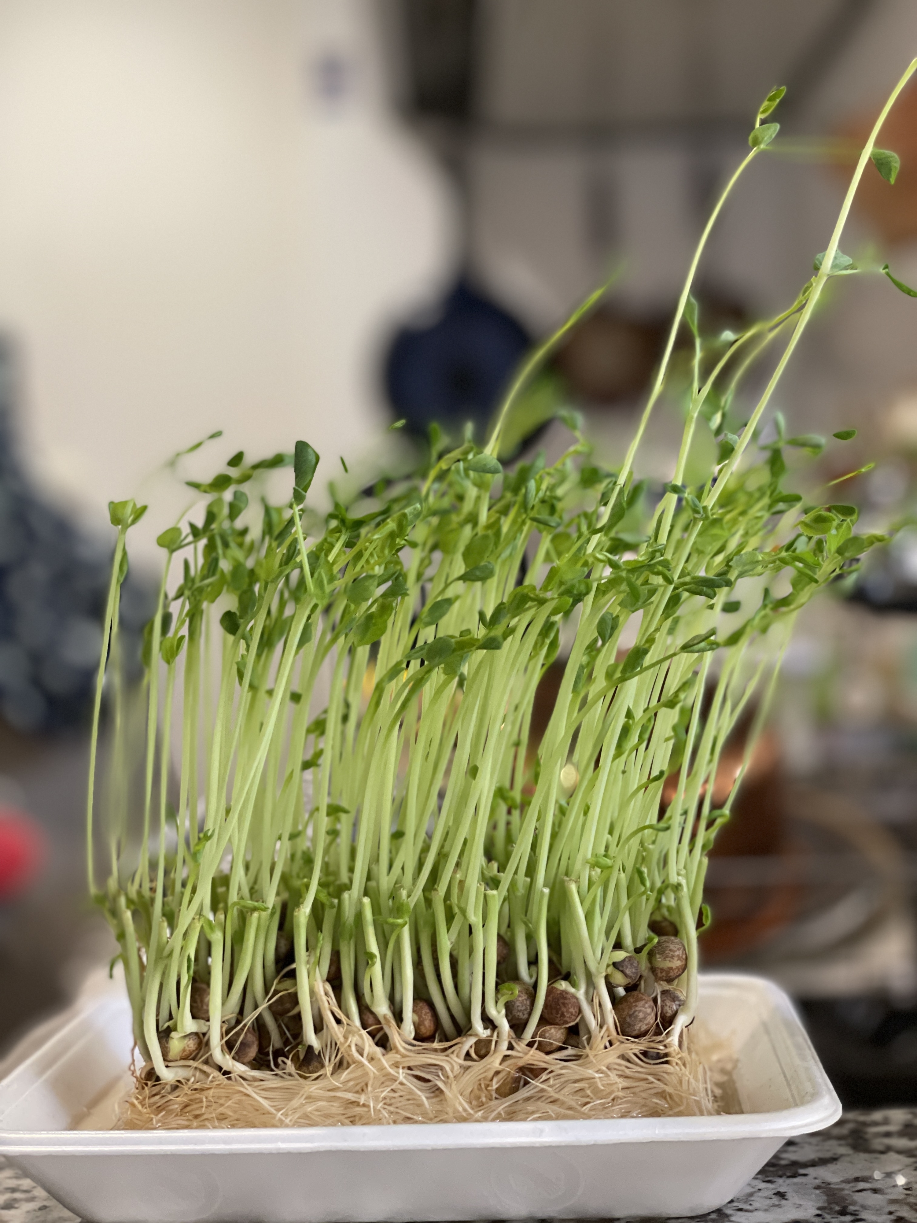 f:id:chris4403:20220128213320j:plain