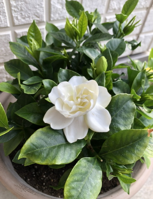 f:id:christmas_rose_2019:20210516084849j:plain