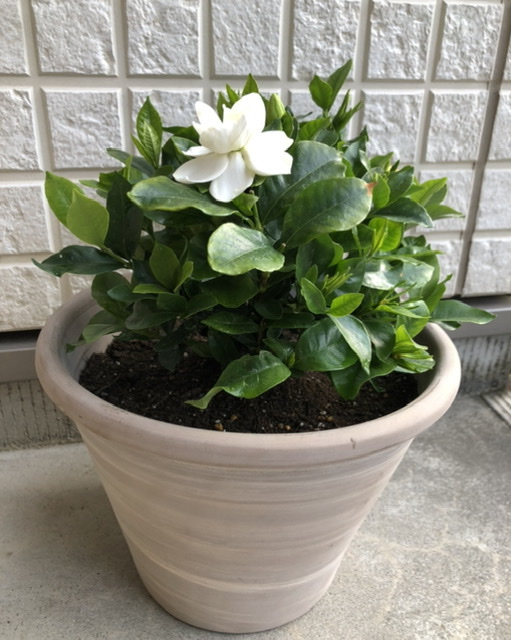 f:id:christmas_rose_2019:20210516085110j:plain