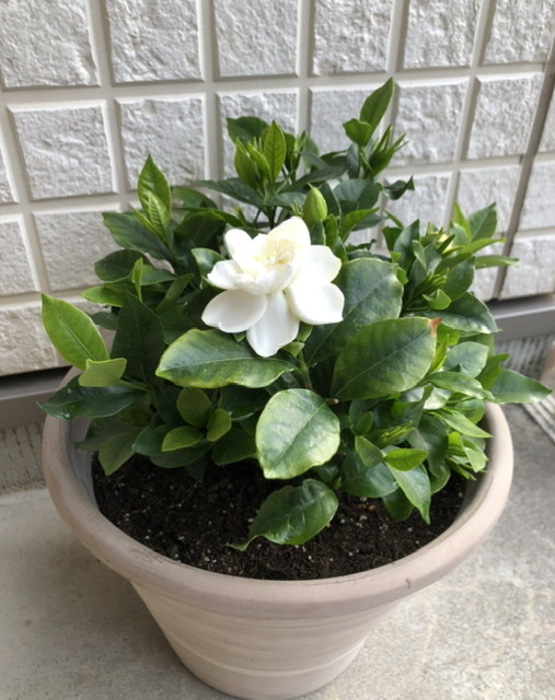 f:id:christmas_rose_2019:20210516085125j:plain