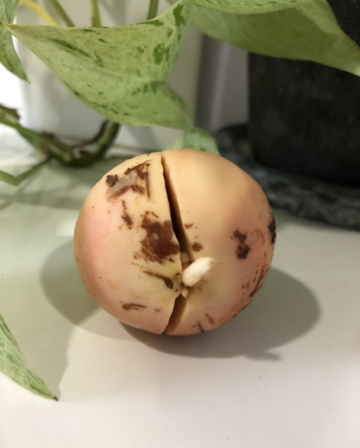 f:id:christmas_rose_2019:20210516090710j:plain