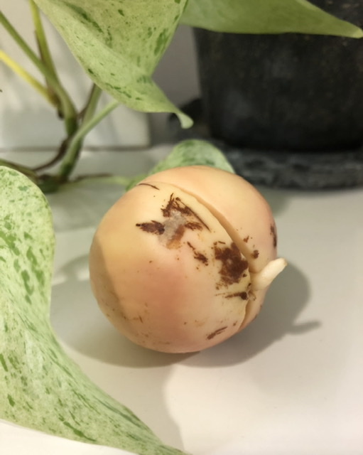 f:id:christmas_rose_2019:20210516090725j:plain
