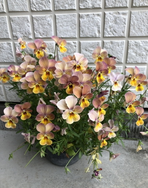 f:id:christmas_rose_2019:20210523070801j:plain
