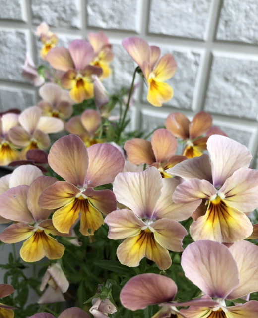 f:id:christmas_rose_2019:20210523070819j:plain