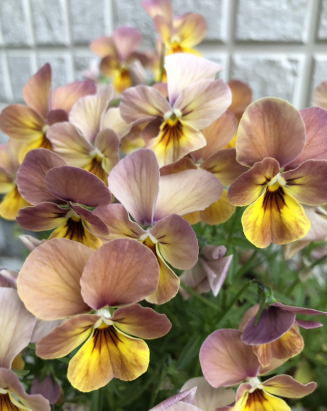f:id:christmas_rose_2019:20210523070831j:plain