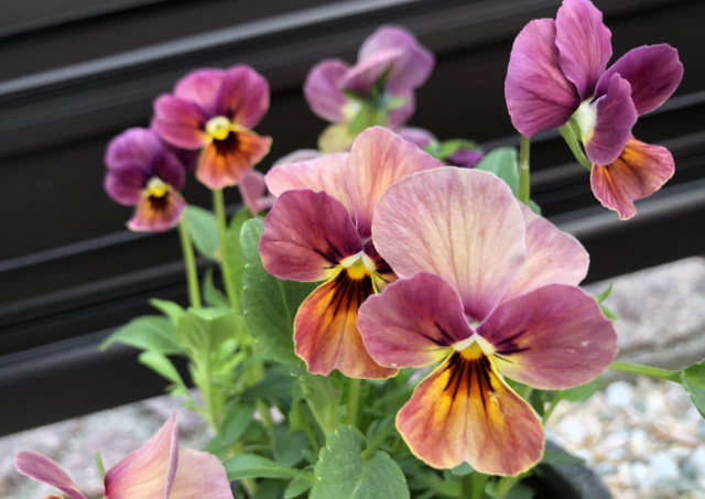 f:id:christmas_rose_2019:20210523095141j:plain