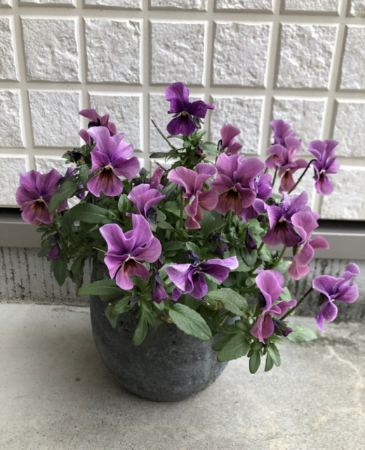 f:id:christmas_rose_2019:20210523095157j:plain