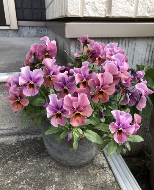 f:id:christmas_rose_2019:20210523095213j:plain