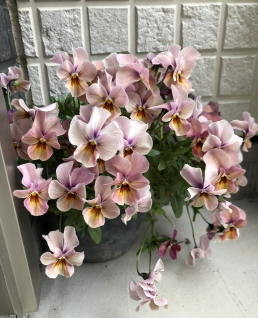 f:id:christmas_rose_2019:20210523095231j:plain
