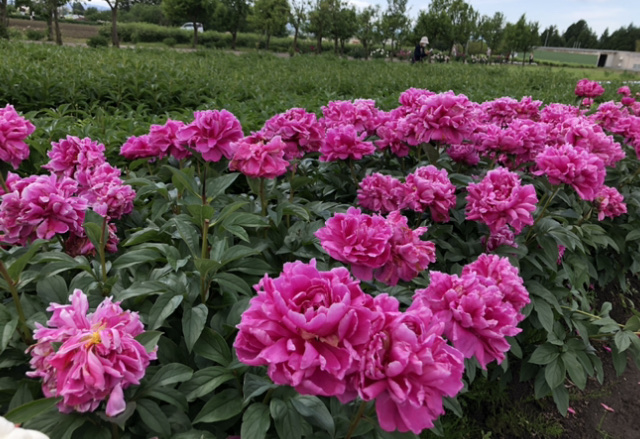 f:id:christmas_rose_2019:20210523221403j:plain