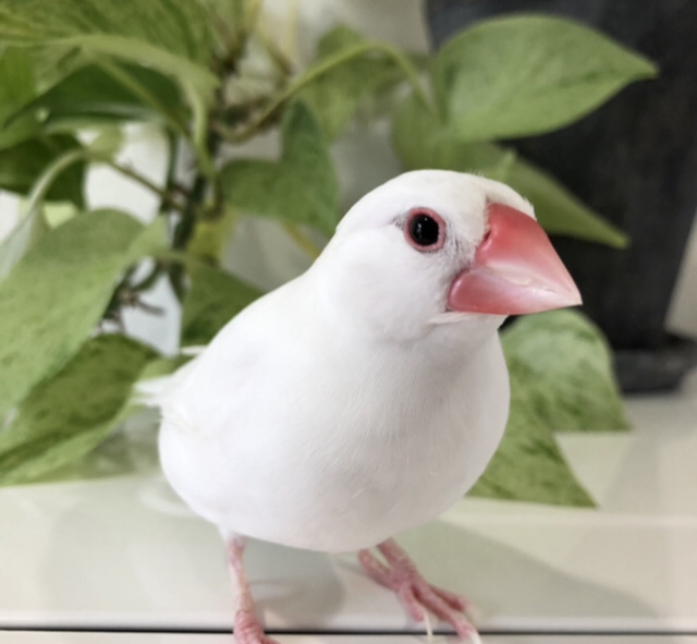 f:id:christmas_rose_2019:20210524164119j:plain