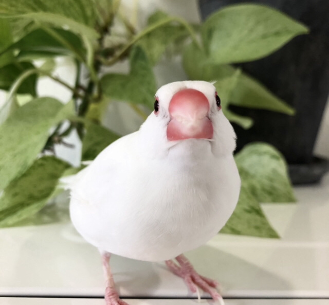 f:id:christmas_rose_2019:20210524164136j:plain