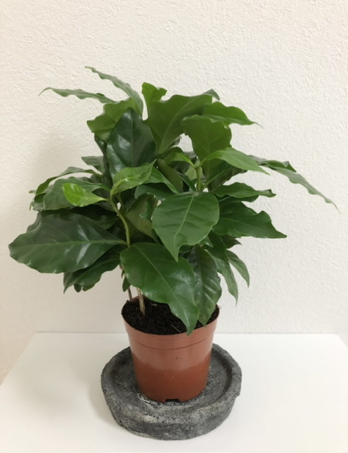 f:id:christmas_rose_2019:20210526080503j:plain