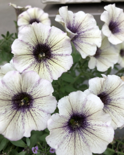 f:id:christmas_rose_2019:20210526081302j:plain