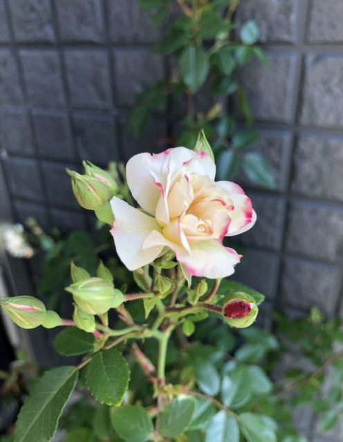f:id:christmas_rose_2019:20210527094843j:plain
