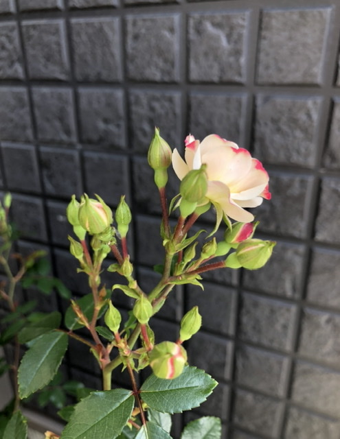 f:id:christmas_rose_2019:20210527094858j:plain